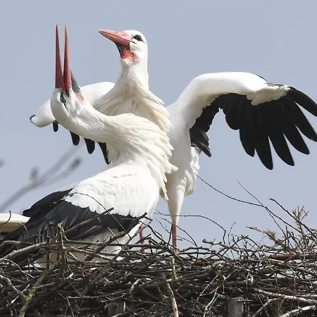 Storchennest Apartment