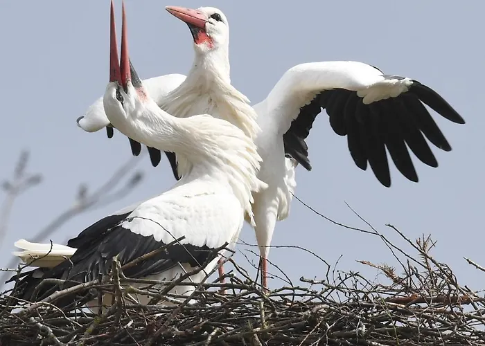 Storchennest アパート